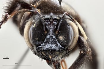 Media type: image;   Entomology 810642 Aspect: head frontal view